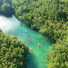 Laguna Nichupté Mangrove Kayaking Tour